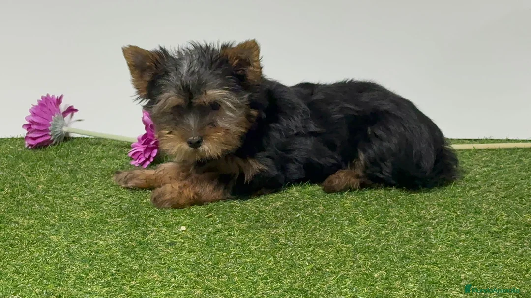 Yorkshire Terrier perros en venta: Yokshire terrier - Anuncio 1