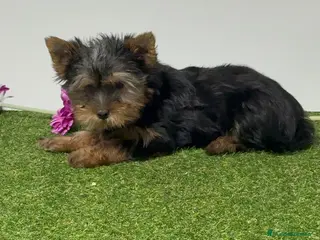 Yorkshire Terrier perros Yokshire terrier - Anuncio 3