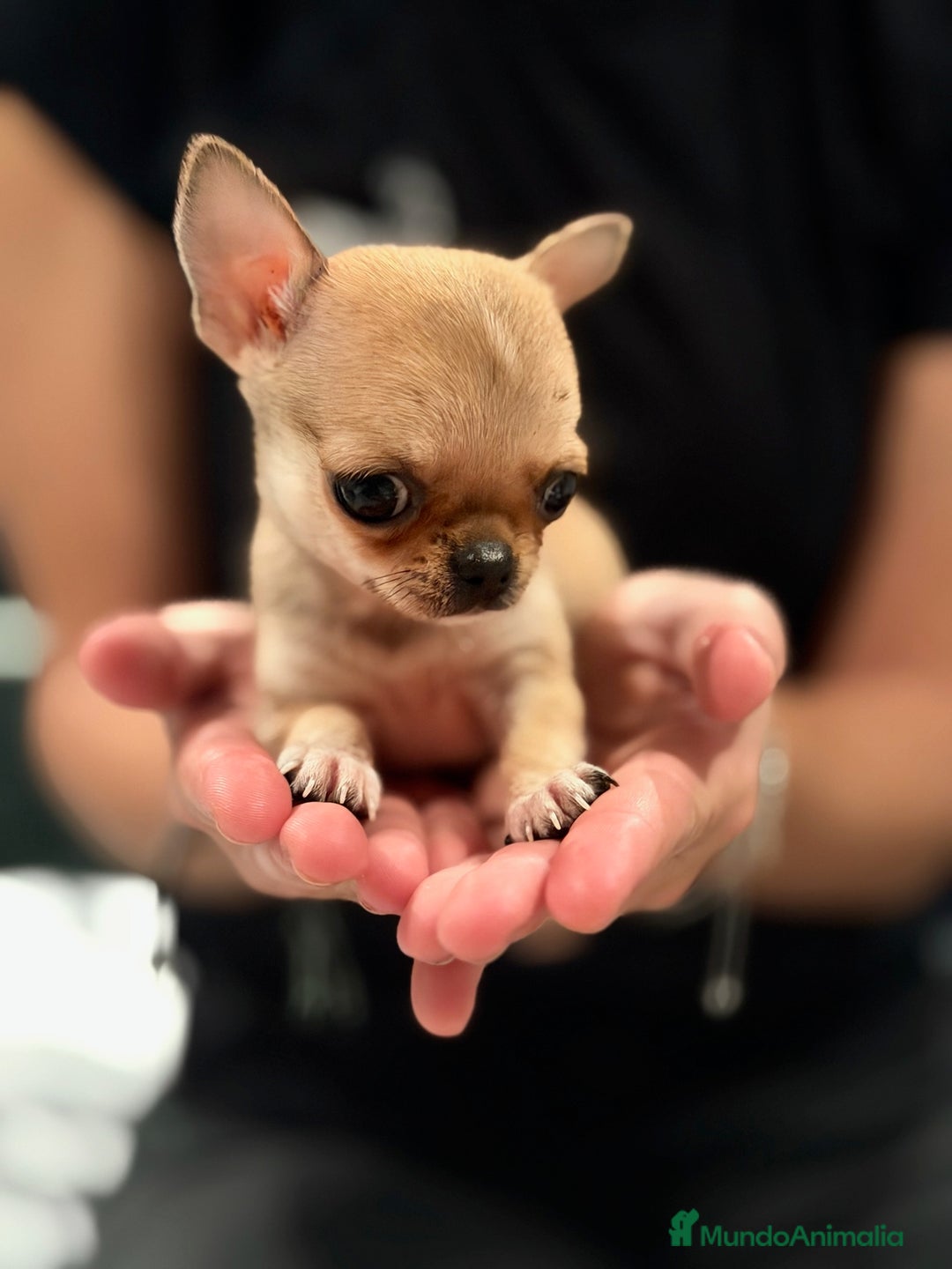 Chihuahua perros en venta: Chihuahua microtoy  - Imagen 5