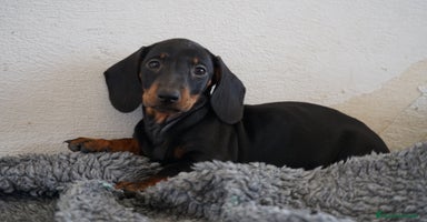 Teckel Miniatura perros - Propaganda 2