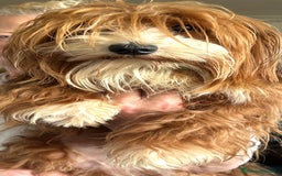Bichón Habanero perros en venta: Bichon habaneros rojos alta calidad  en Barcelona - Imagen 1