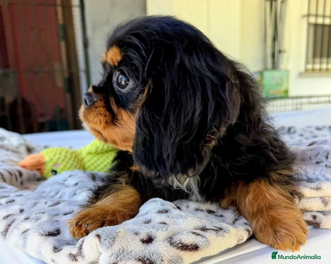 Cavalier King Charles Spaniel perros en venta: Cavalier macho negro fuego - Anuncio 6