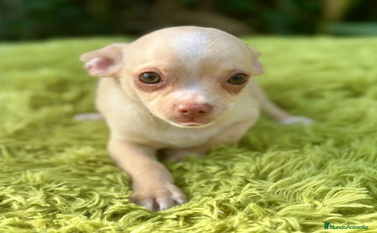 Chihuahua perros - Anuncio 1
