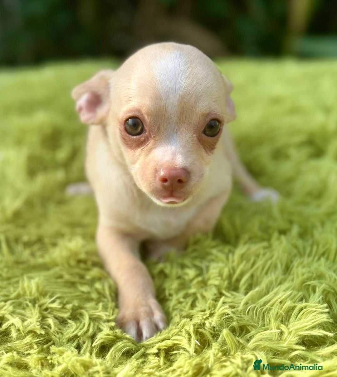 Chihuahua perros en venta: Chihuahua crema ojos claros  - Imagen 1