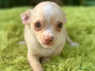 Chihuahua perros - Anuncio 5