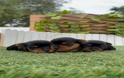 Yorkshire Terrier perros en venta: YORKSHIRE TERRIER MACHOS - Imagen 11