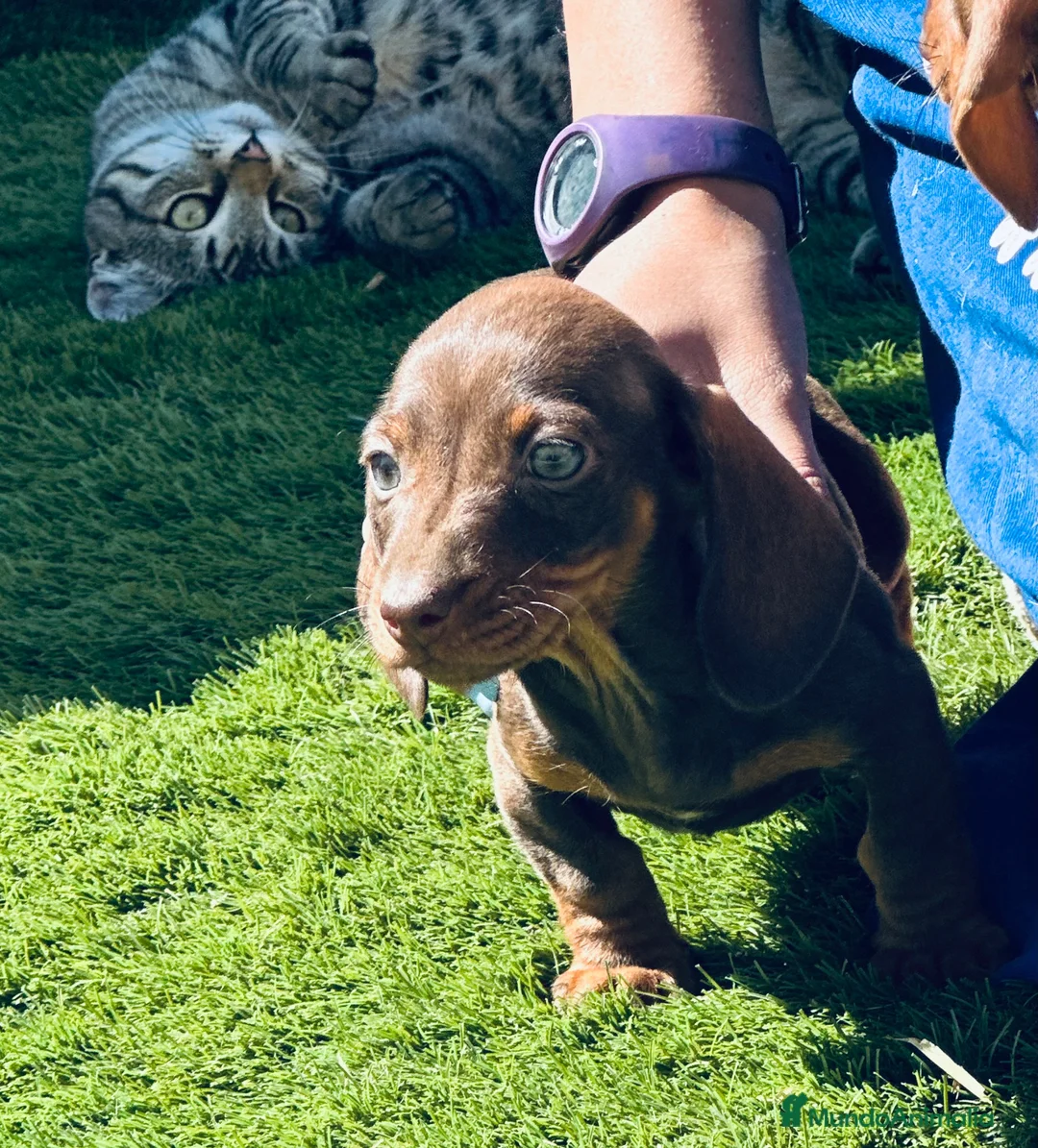 Teckel Miniatura perros en venta: Cachorrito muy mini con ojazos azules - Anuncio 2