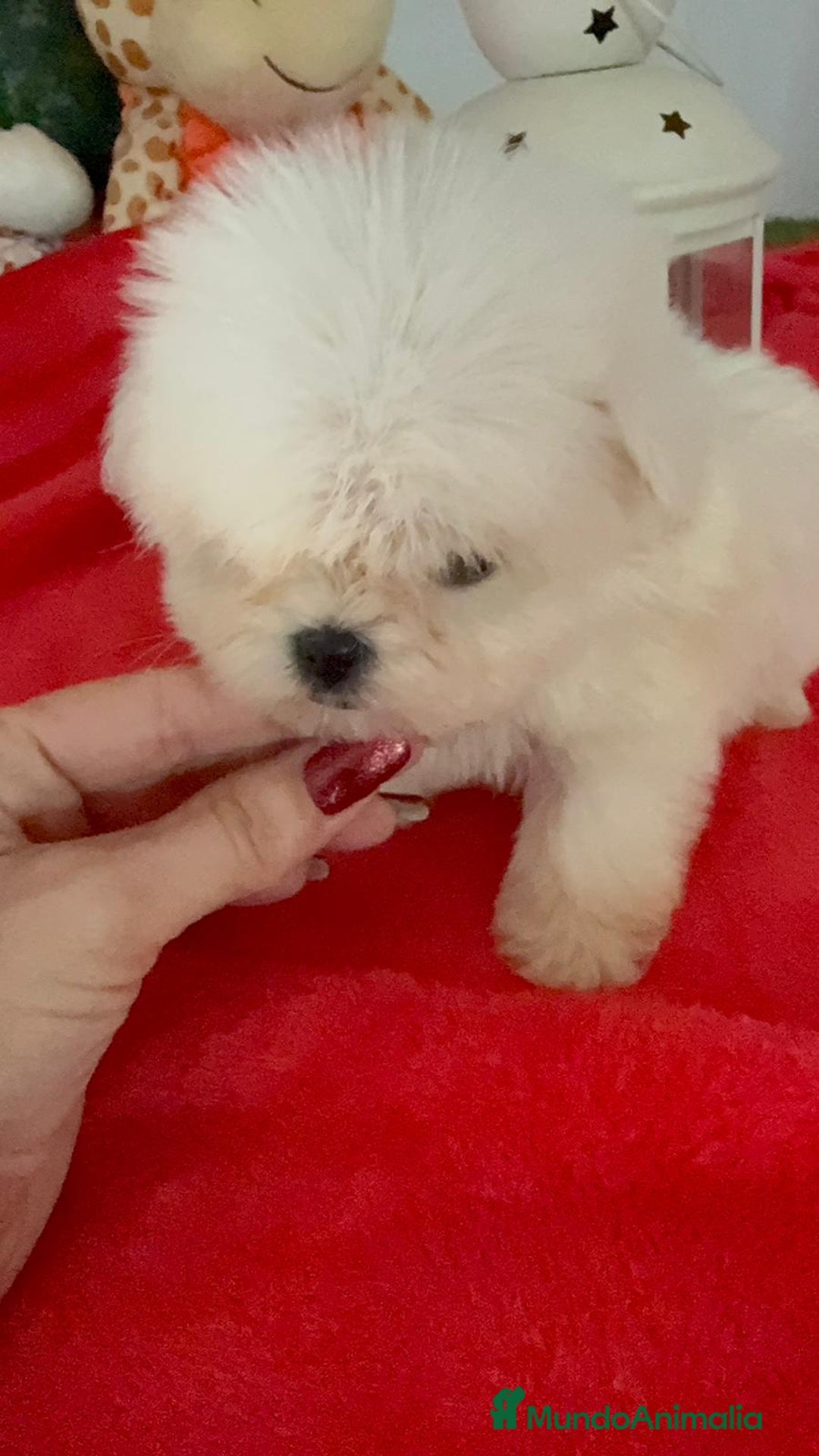 Bichón Maltés perros en venta: Bichón maltes coreano - Anuncio 5
