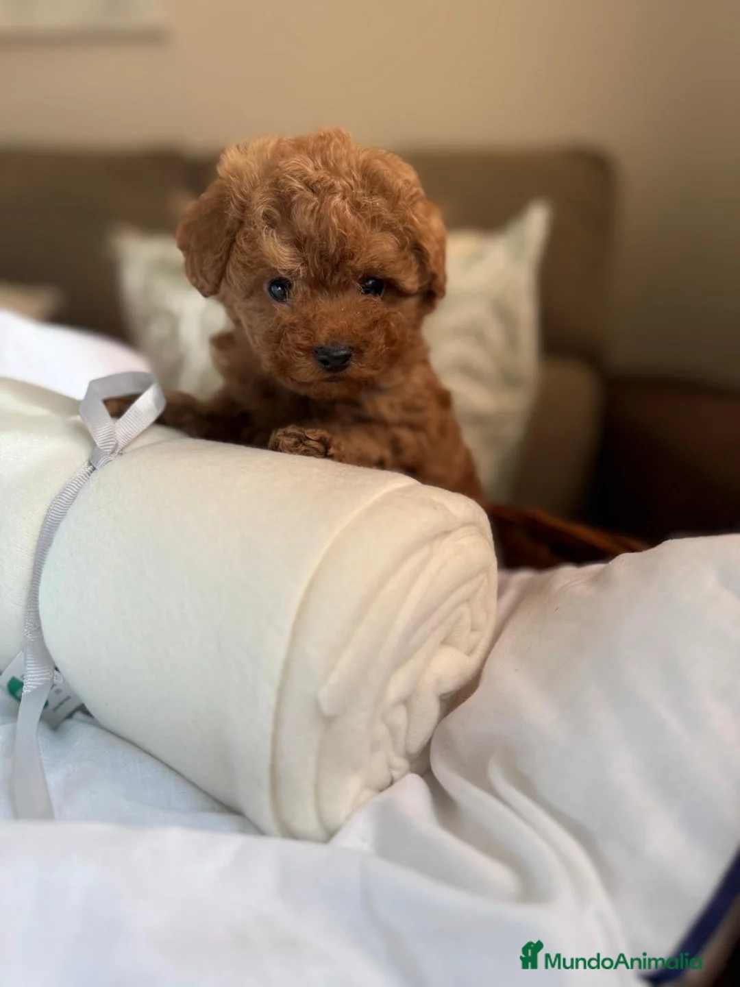 Caniche Toy perros en venta: Caniche TOY Macho líneas asiáticas  - Anuncio 6