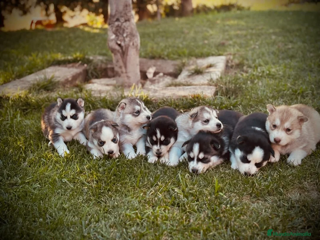 Husky Siberiano perros en venta: Cachorritos de husky siberiano  - Anuncio 1