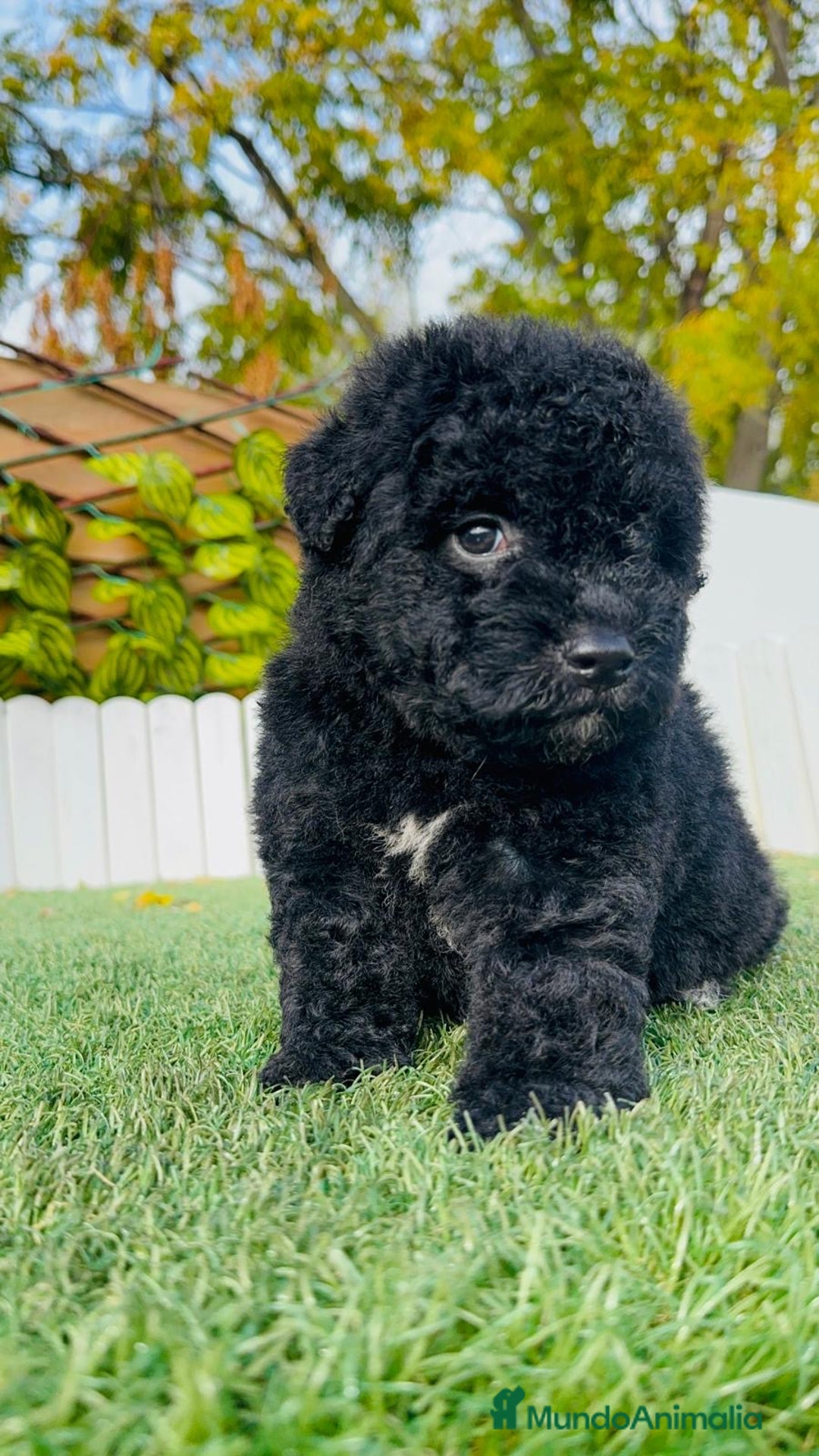 Perro de Agua Español perros en venta: PERRO DE AGUA  - Anuncio 10