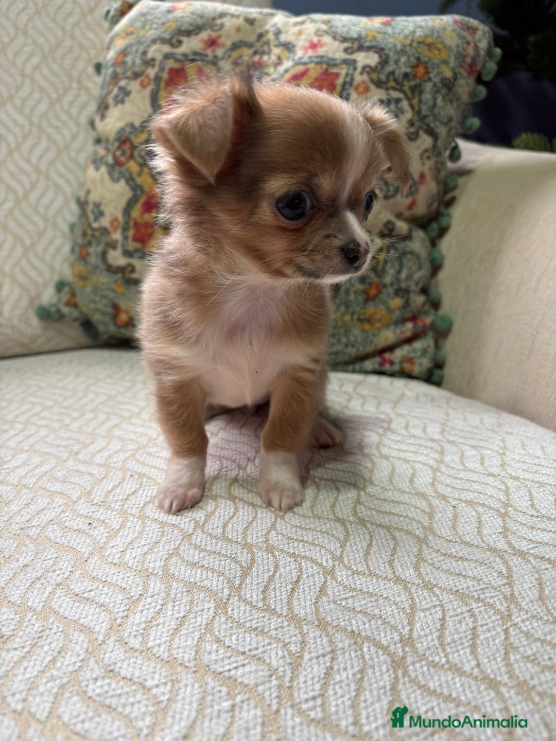 Chihuahua perros en venta: Chihuahua Toy hembra chocolate pelo largo  - Anuncio 5