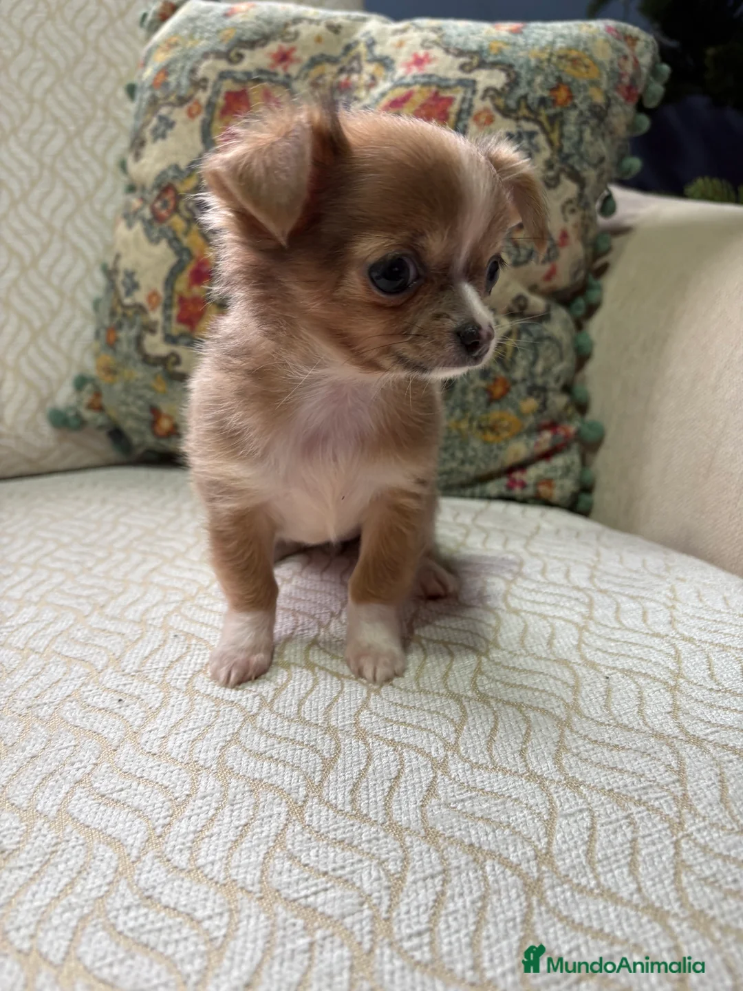 Chihuahua perros en venta: Chihuahua Toy hembra chocolate pelo largo  - Anuncio 5