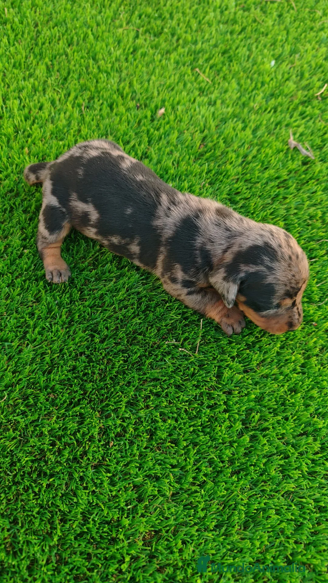 Teckel Miniatura perros en venta: TECKEL MINIATURA EN SEVILLA - Anuncio 2