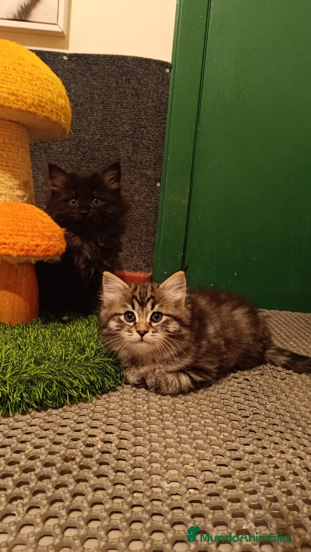 Siberiano gatos en venta: Camada de siberianos - Imagen 7