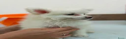 Pomerania perros en venta: Hembra pomerania🐶 - Anuncio 2