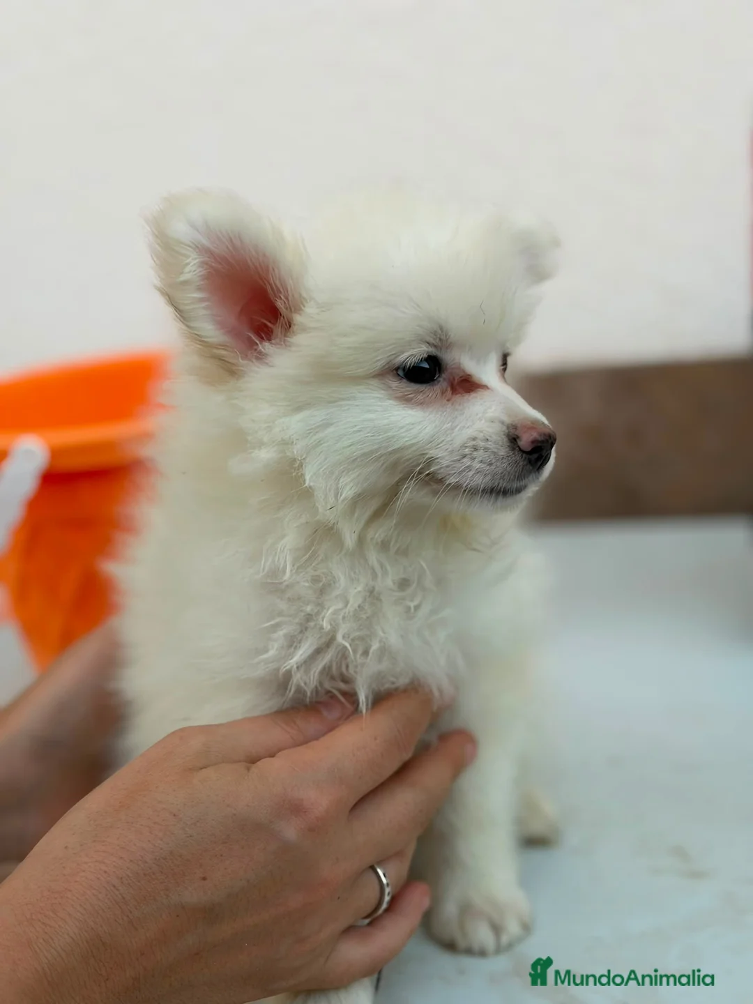 Pomerania perros en venta: Hembra pomerania🐶 - Anuncio 2
