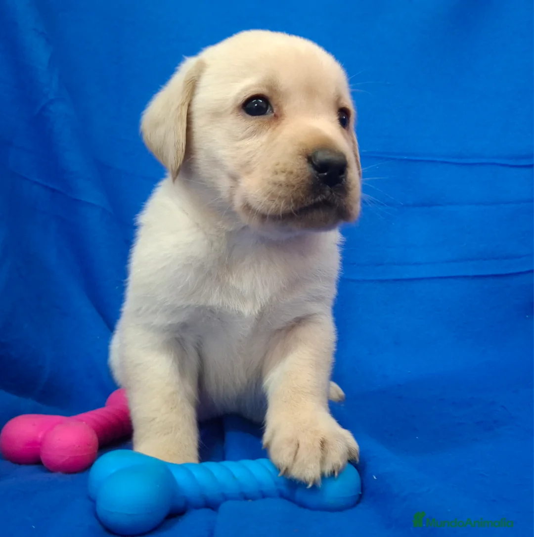 Labrador Retriever perros en venta: LABRADOR RETRIEVER  - Anuncio 3