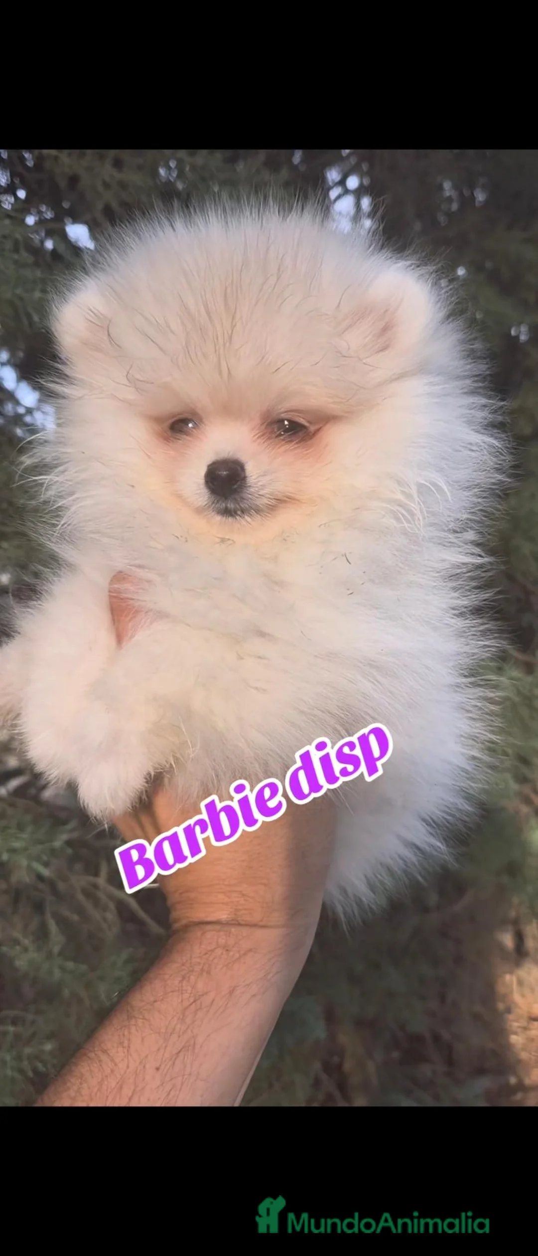 Pomerania perros en venta: Pomeranias toys  - Anuncio 2
