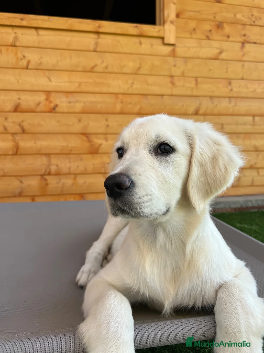 Golden Retriever perros en venta: Golden hembra  - Anuncio 5