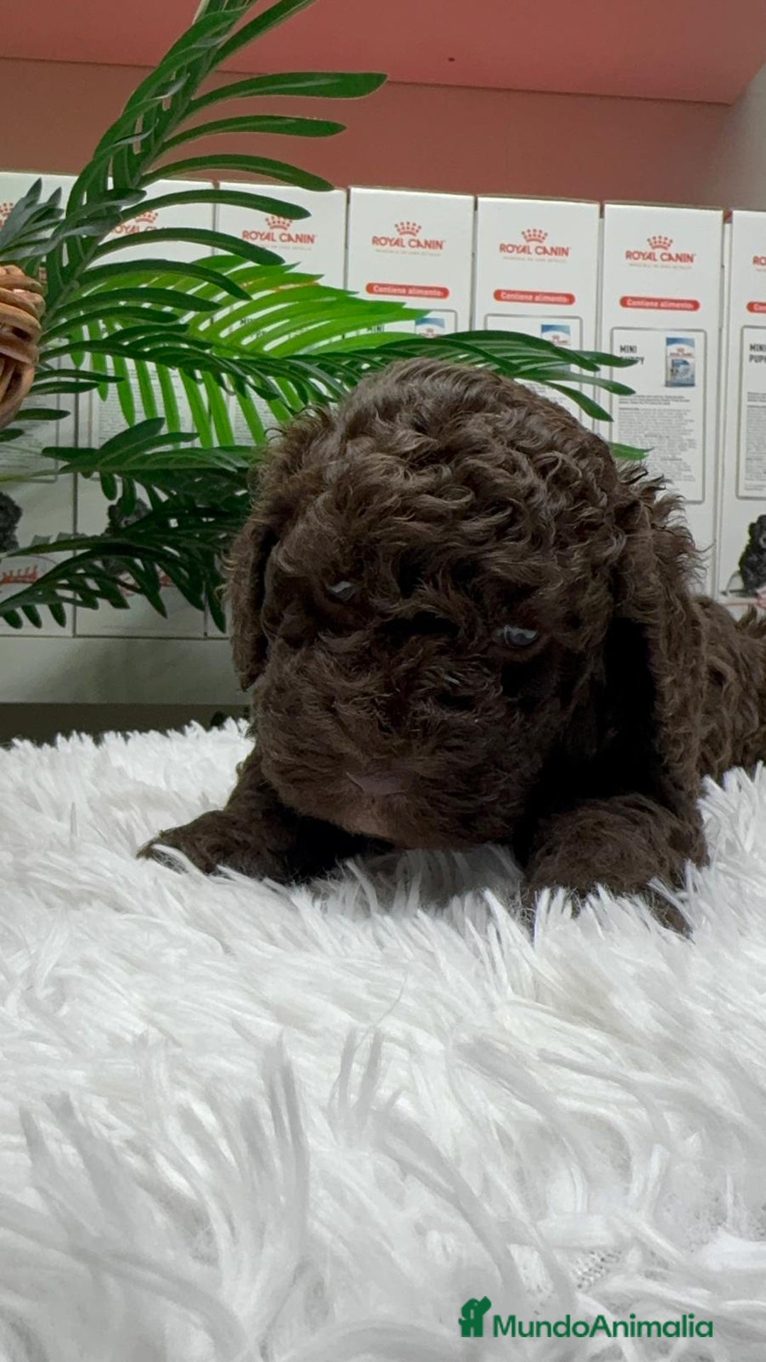 Perro de Agua Español perros en venta: PERRO DE AGUA ESPAÑOL MACHO - Anuncio 5