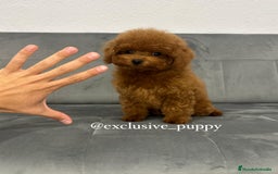 Caniche Toy perros en venta: 🥇 Caniche Toy Asiático  - Imagen 3