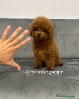 Caniche Toy perros - Anuncio 3