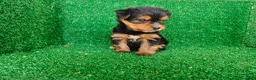 Yorkshire Terrier perros en venta: Yorkshire terrier - Anuncio 15