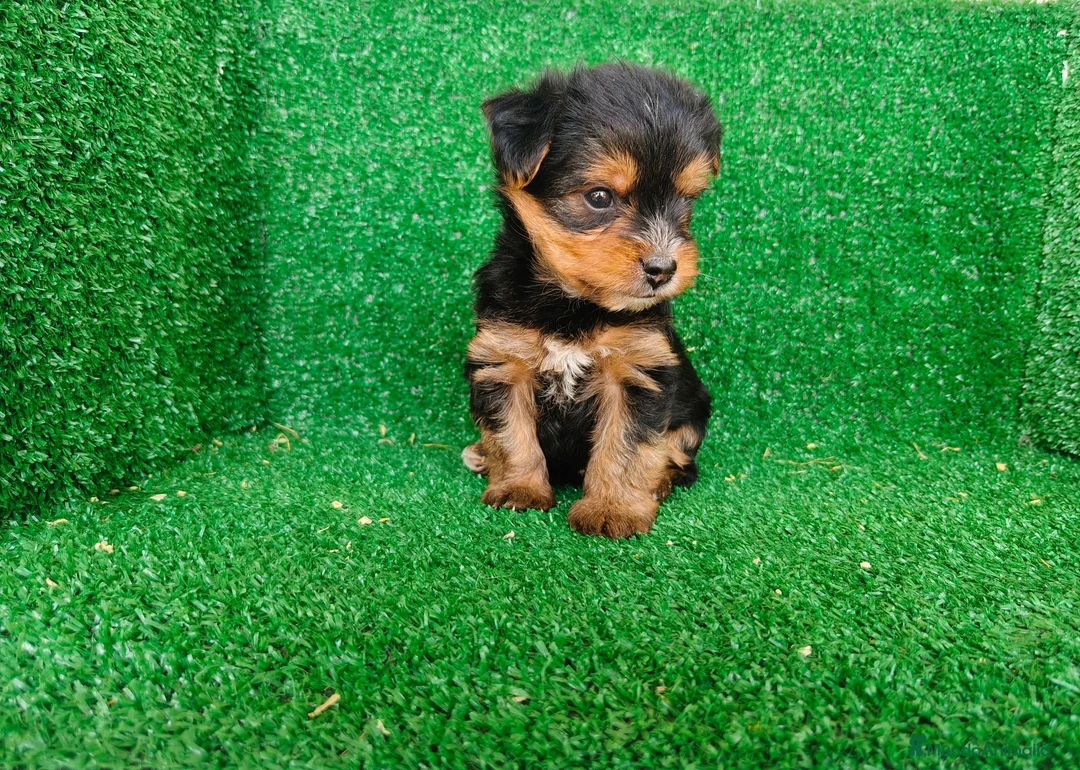 Yorkshire Terrier perros en venta: Yorkshire terrier - Anuncio 15