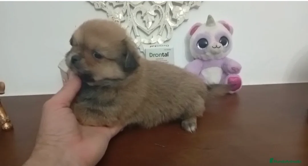 Pomerania perros en venta: Pomeranias machos  - Anuncio 1