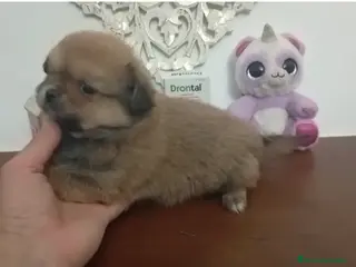 Pomerania perros Pomeranias machos - Anuncio 1