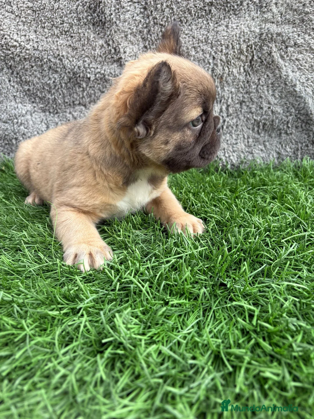 Bulldog Francés perros en venta: Bulldog frances hembra Fluffy lilac - Anuncio 15