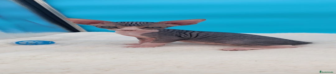 Sphynx Gatito 3