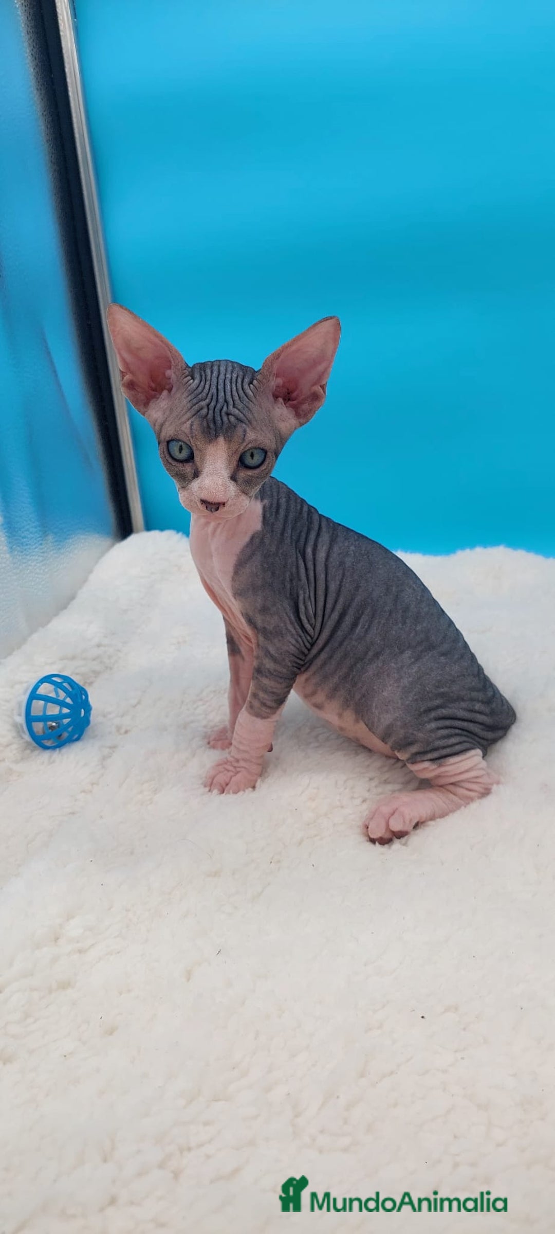 Sphynx gatos en venta: Preciosa camada de gatitos sphynx  - Imagen 27