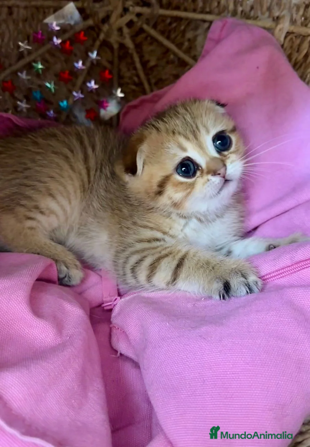 Británico de Pelo Corto gatos en venta: Gatitos británicos  - Anuncio 1