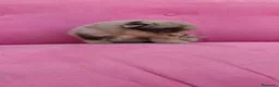 Pomerania perros en venta: Pomerania TOY Merle chocolate  - Anuncio 8