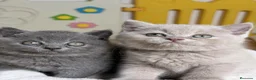 Británico de Pelo Corto Azul gatos en venta: Exclusivos gatitos British Shorthair Blue y Lilac  - Anuncio 5