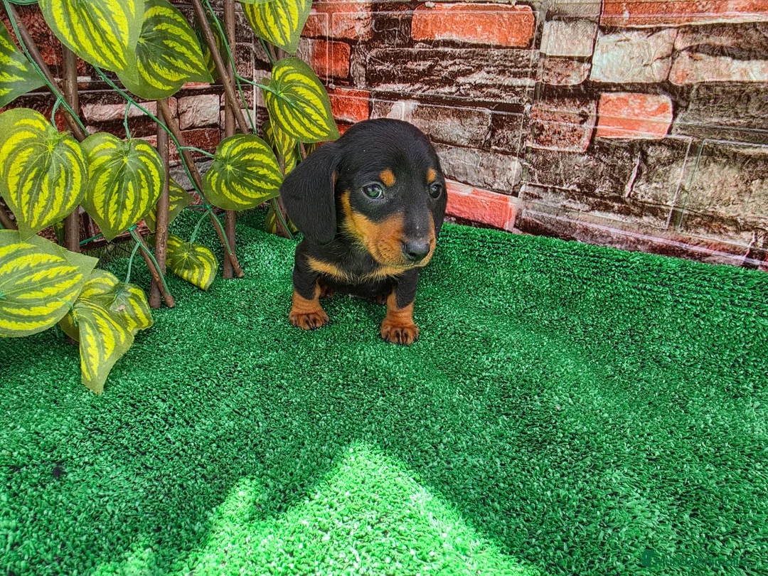 Teckel Miniatura perros en venta: TECKEL KANNINCHEN  - Anuncio 2