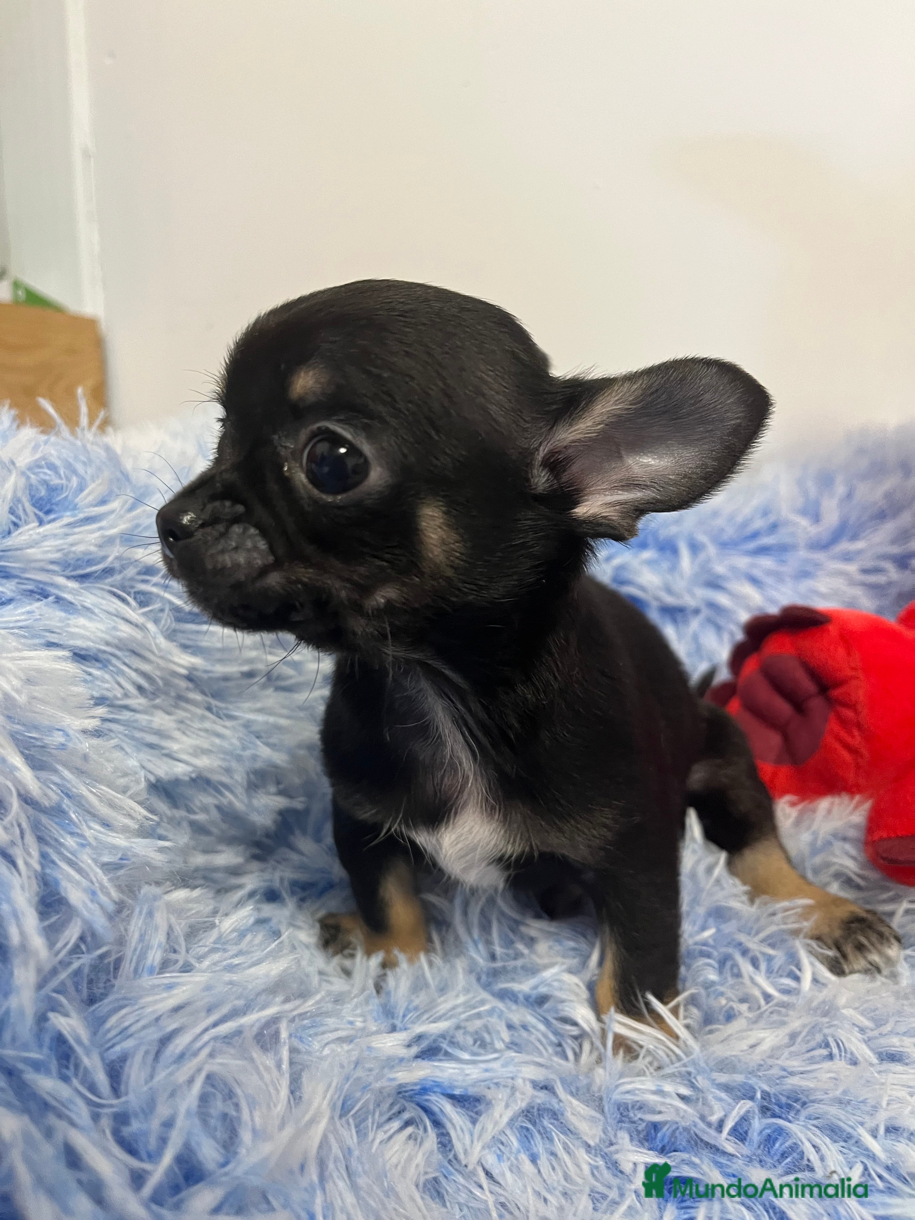 Chihuahua perros Machito toy en Barcelona - Anuncio 26
