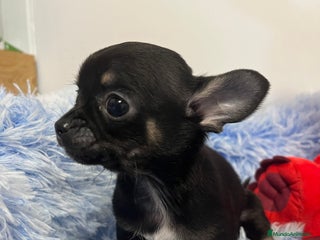 Chihuahua perros en Barcelona - Anuncio 17