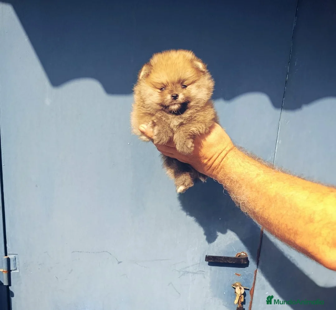 Pomerania perros en venta: Pomerania ositos toy ‼️ - Anuncio 6