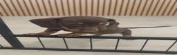 Teckel Miniatura perros en venta: Teckel Mini chocolates - Anuncio 2