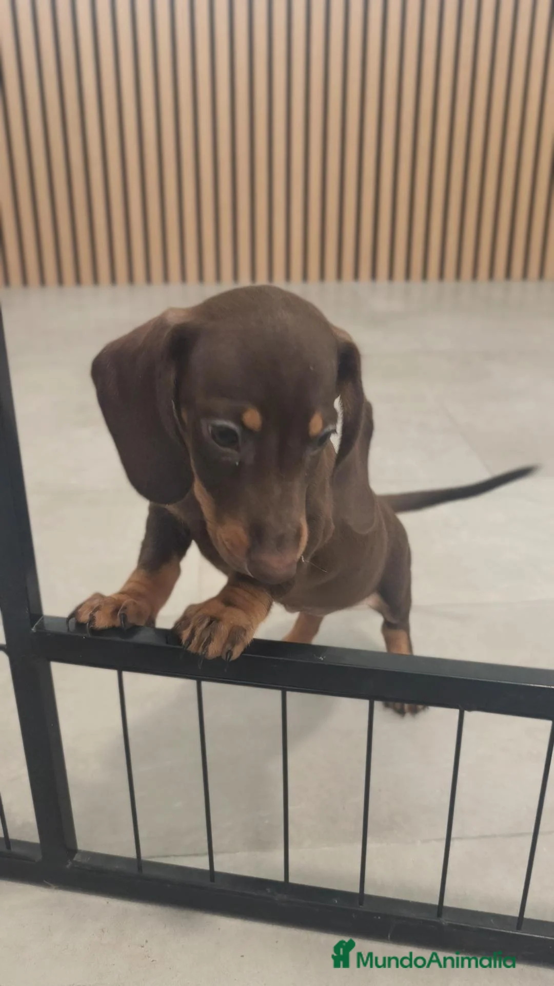 Teckel Miniatura perros en venta: Teckel Mini chocolates - Anuncio 2