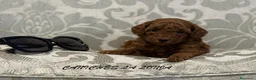 Caniche Toy perros en venta: caniche toy en Pontevedra - Anuncio 1