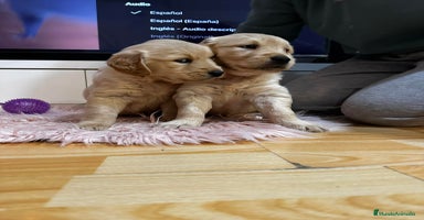 Golden Retriever perros - Anuncio 6