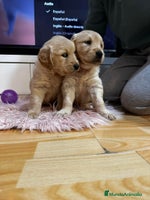 Golden Retriever perros Golden retriever - Anuncio 4