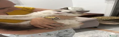 Ragdoll Gatito 1