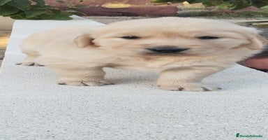 Golden Retriever perros - Anuncio 8