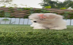 Bichón Maltés perros en venta: BICHON MALTES HEMBRA - Imagen 14