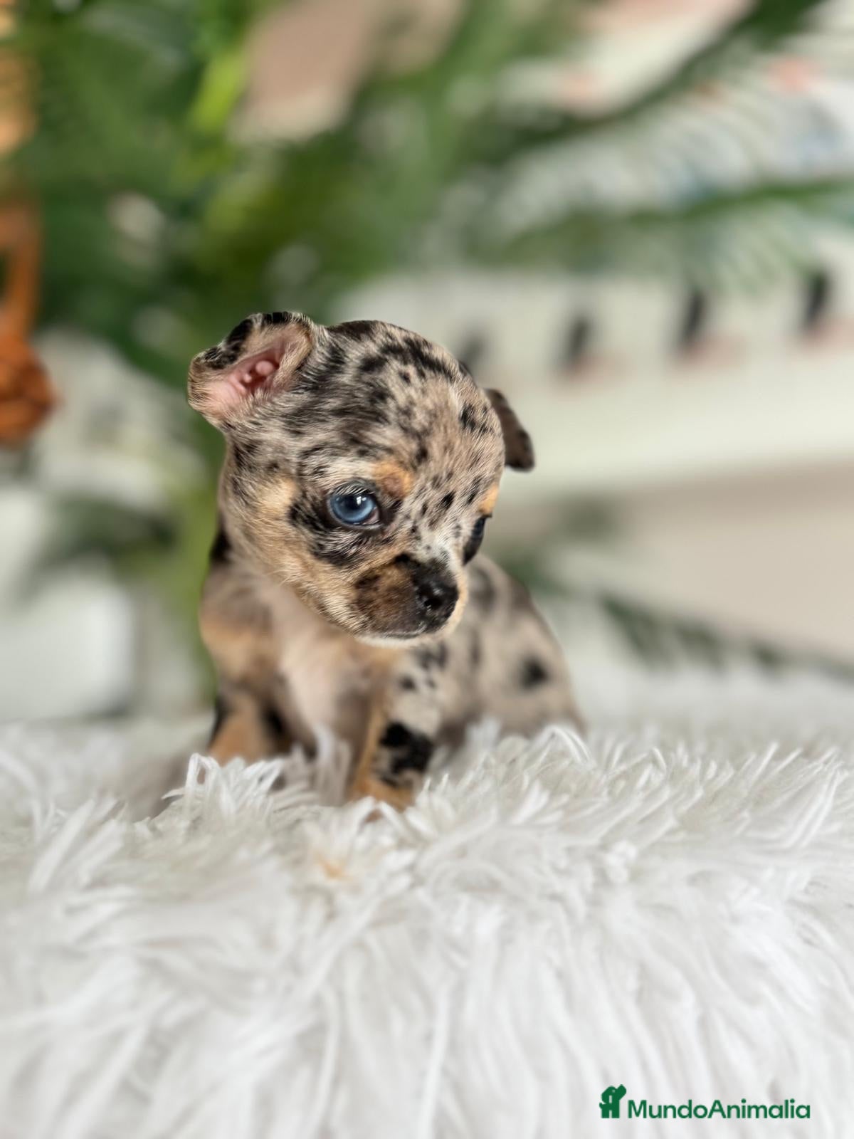 Chihuahua perros CHIHUAHUA MERLE - Anuncio 1